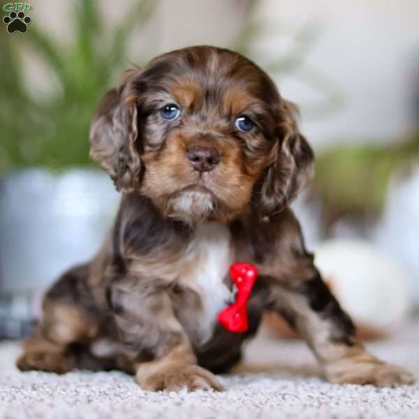 Wilbur, Cocker Spaniel Puppy